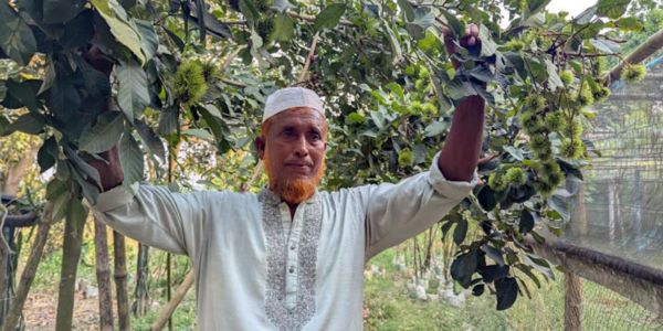 শখের সেই মিশ্র ফল বাগান এখন আয়ের দারুণ উৎস